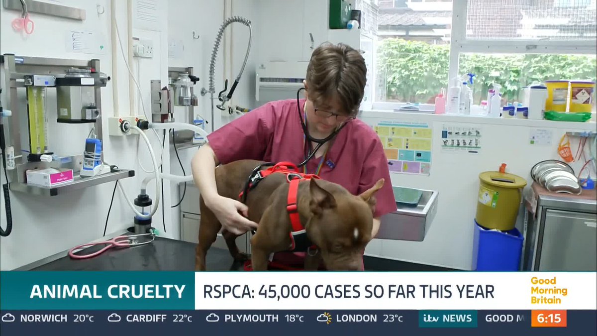 A staggering 45,000 reports of animal cruelty have been recorded by the RSPCA so far this year and the charity says it's expecting a surge of cases over the next few months. Last summer they received a report of animal abuse every 5 minutes.