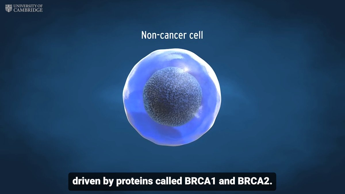A life-saving cancer drug from Cambridge is #ChangingTheStoryOfCancer 💊 Over 140,000 breast, ovarian, prostate and pancreatic #cancer patients have received olaparib, developed by Steve Jackson Lab CRUK Cambridge Centre What's the story behind the drug? 👉