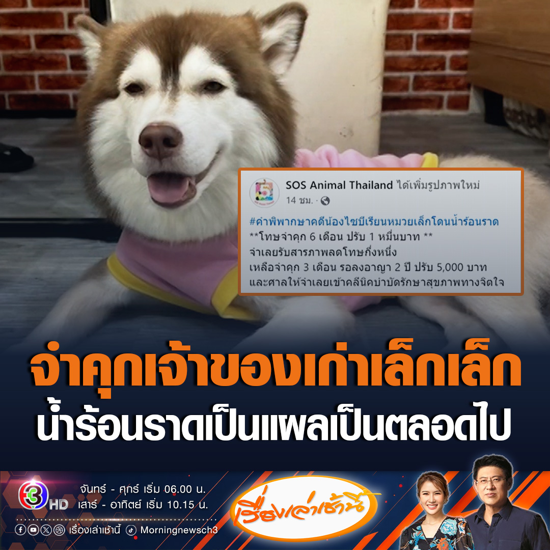 #เรื่องเล่าเช้านี้ ศาลสั่งจำคุกเจ้าของเก่า “เล็กเล็ก” น้องหมาไซบีเรียนโดนน้ำร้อนราด โทษจำคุก 6 เดือน ปรับ 1 หมื่นบาท แต่รับสารภาพลดโทษกึ่งหนึ่ง เหลือ จำคุก 3 เดือน ปรับ 5 พันบาท รอลงอาญา 2 ปี #ข่าวช่อง3 #ข่าวสังคม #เล็กเล็ก #หมาไซบีเรียนโดนน้ำร้อนราด