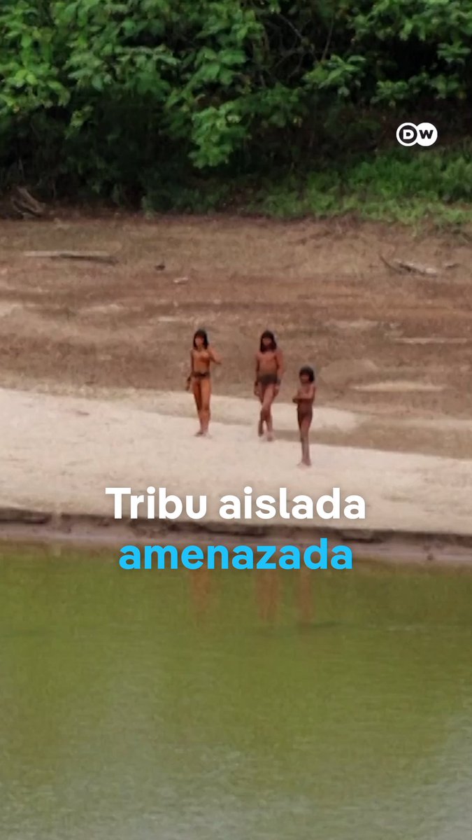 Madereras amenazan la subsistencia de la tribu más aislada del mundo Los #MashcoPiro estarían saliendo cada vez más de su hábitat en la aislada selva amazónica peruana para buscar comida. Buscan alejarse de las empresas #madereras que tienen concesiones en su territorio. /cmw