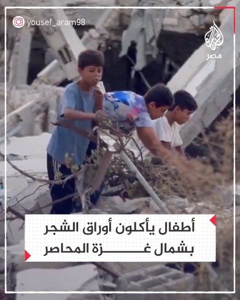 أطفال يأكلون أوراق الشجر في شمال قطاع #غزة بسبب استمرار الحصار وحرب التجويع التي ينتهجها الاحتلال الإسرائيلي