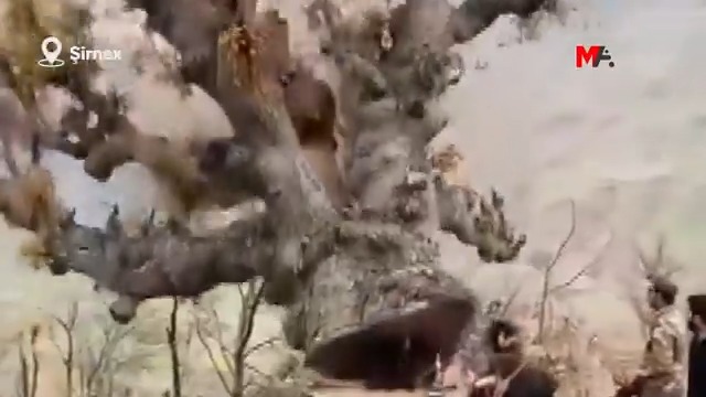 Şirnak’ta her 15 günde bir "özel güvenlik bölgesi" adı altında yasaklanan Gabar, Cudi ve Besta bölgelerinde ağaçların kesildiği noktalara kalekol ve askeri kuleler inşa ediliyor