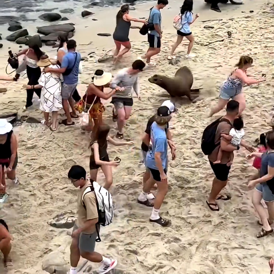 Sea lions at La Jolla Cove in San Diego were caught on video charging towards beachgoers - again. Activists have been trying to get the City of San Diego to shutdown a staircase to the beach where sea lions and their pups frequently congregate. 📹: Bay