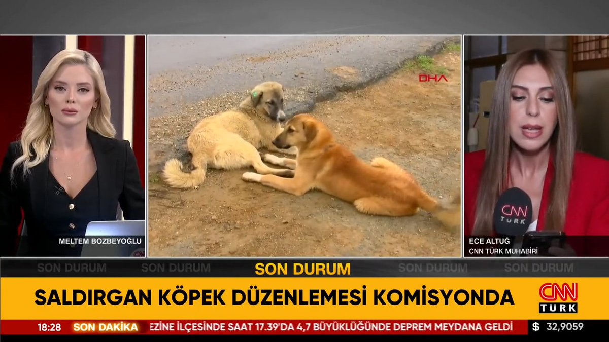 Sahipsiz sokak hayvanları düzenlemesinde yeni gelişme: 'Ötanazi' kelimesi çıkarılıyor. İşte detaylar...