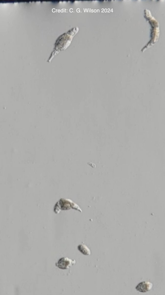 New study: bdelloid rotifers protect themselves from infections using antibiotic recipes stolen from bacteria. Scientists say rotifers could give vital clues in the hunt for future drugs to treat infections caused by bacteria in humans &amp; other animals ➡️