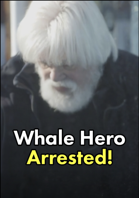 On Sunday, Paul Watson was arrested in Greenland for his efforts to save whales. He may now be shipped to Japan and spend the rest of his life in jail. Danish authorities exercised an international warrant issued by Japan, alleging Paul broke the law by blocking Japanese whaling ships. This is a fraud. For decades, Japan has been killing whales under the guise of "scientific research," despite an international court order finding that their activities violated international law. Paul used nonviolent methods to enforce this order – and to protect a majestic animal from slaughter and potential extinction. Now Danish authorities are collaborating with the Japanese government to protect the whaling industry from accountability. That is wrong. The real criminals are the whalers, and not Paul and his rescue team. #freepaulwatson. Support whales. And support the #RightToRescue.