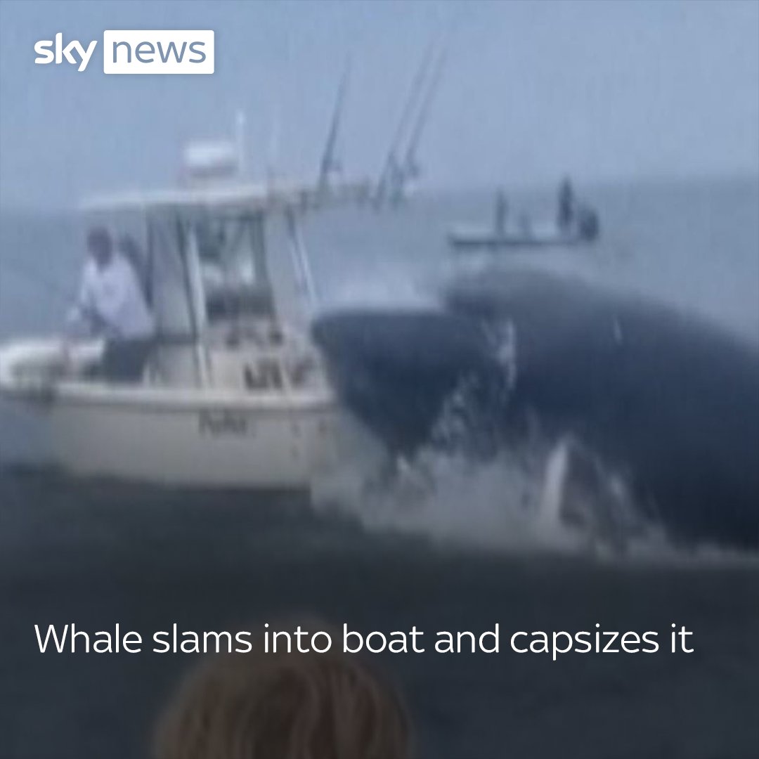 Two individuals were hurled into the sea when a whale breached and slammed into their fishing boat