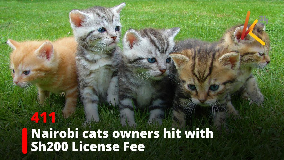 Nairobi cat owners to pay Ksh. 200 licence fee