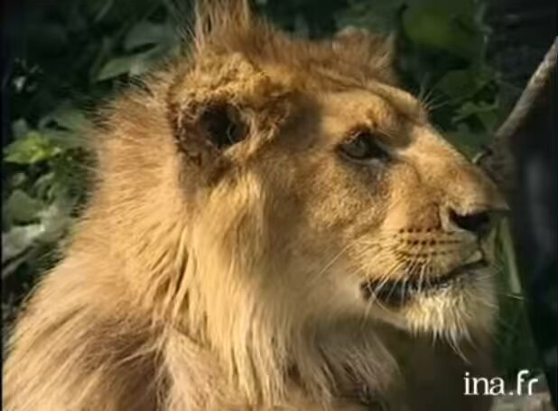 Les émissions de l’été en 1997 c’était collector vous avez pas idée , un jour y’a Marie-Ange Nardi qui s’est faite attaquer par un lion en direct sur France 2