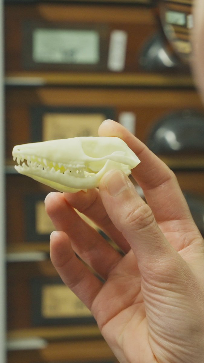 A Jurassic discovery on the Isle of Skye that tells us more about MAMMAL EVOLUTION 🎉 Our researchers have compared two skeletons of the same species to determine how mammals grew 166 million years ago 🐿️ Read about the findings published in nature: