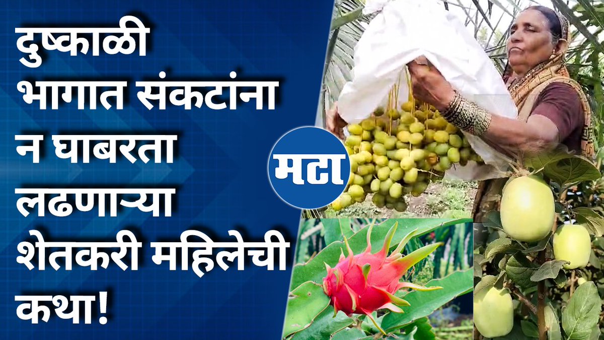 VIDEO | दुष्काळग्रस्त भागात सफरचंद, खजूर आणि ड्रॅगन फ्रूट शेतीचा यशस्वी प्रयोग, तीन एकरात २५ लाखांचं उत्पन्न #VijayaGangadharGhule #WomenFarmer #Apple #Date #DragonFruit #MaharashtraTimes