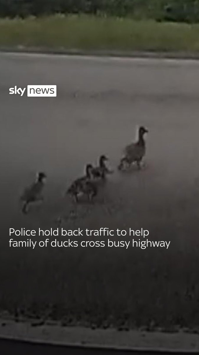This family of ducks had a police escort to cross a busy highway in Connecticut 🦆 Latest videos: