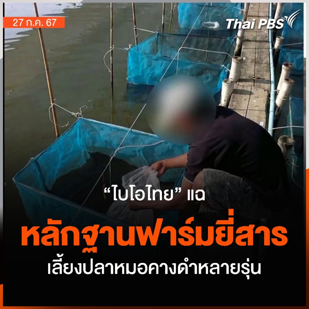 มูลนิธิชีววิถี เปิดหลักฐานใหม่ ภาพบ่อปลาภายในศูนย์วิจัย ปี 2553-2554 พบเส้นทางการแพร่ระบาดมีแหล่งที่มาร่วมกัน เชื่อ #ปลาหมอคางดำ กว่า 2,000 ตัว ไม่ได้ตายตามที่ CPF ชี้แจงก่อนหน้านี้ . 🎬 ชม #ชั่วโมงข่าวเสาร์อาทิตย์ ที่ #ThaiPBS #ข่าวไทยพีบีเอส