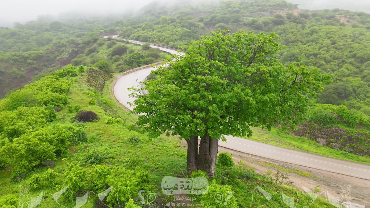 وحدة من أضخم وأجمل الأشجار في #سلطنة_عمان 🌳🌲 يوجد قرابة 200 شجرة منها في محافظة #ظفار 🏞️ ويقدر عمر الواحدة منها بين 500 إلى 6000 سنة. ما اسم الشجرة الموجودة في المقطع؟ شارك وطبق الشروط وفالك الفوز 🙋🏻♂️✨ *الشروط:* - متابعة الحساب (عين) وإعادة التغريد للسؤال. - إضافة وسم #منصة_عين_خريف_ظفار - ترسل المشاركات أسفل منشور المسابقة. - يتم اختيار الفائز عبر الفرز الآلي للإجابات الصحيحة. - سيتم اختيار فائز واحد يوميًا، ولكل فائز 100 ريال عماني.