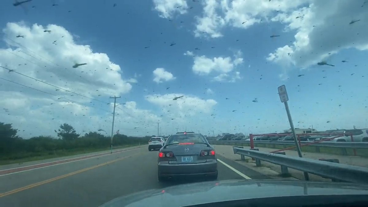 Dragonflies have taken over the Ocean State! Check out this video sent in from Caitlyn D'Andrea that looks like a scene out of a Alfred Hitchcock film. NBC 10 WJAR