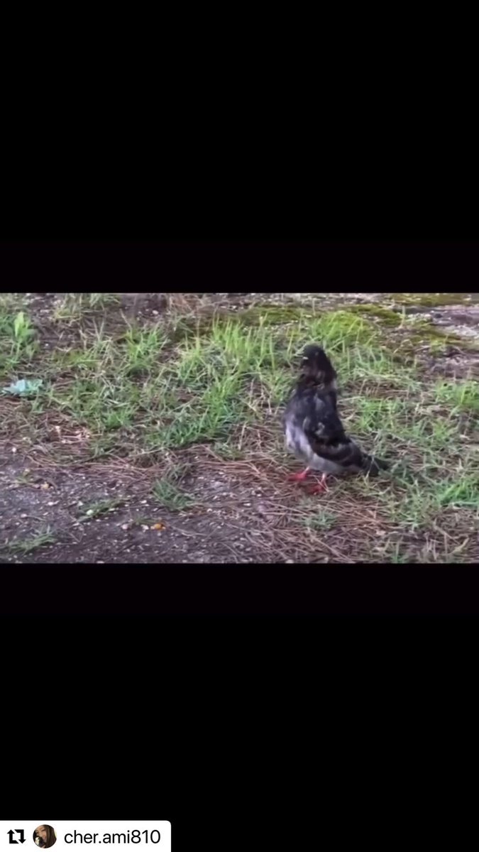 兵庫県明石市大蔵海岸で 釣り糸や釣り針による 被害が増えています。 この鳩は釣り針を 飲み込んでしまい 処置されましたが… 命は助かりませんでした。 動物目線で見れない方も いるとは思いますが それ以前にゴミを 散らかしておくのは問題です。 Fujiko's dad 不二子のとーちゃん 様が 毎日掃除をして被害に遭ってる 鳩達を救出してくださっています。 この猛暑の中 素晴らしい活動をして くださっています。 明石市議会議員の ＠yuji_y13 様も ゴミや鳩に対する被害を知り お掃除のお手伝いを してくださったそうですm(_ _)m 鳩の事を気にかけてくださり 心から感謝いたします。 鳩は害鳥扱いされて 嫌われる事が多々あります。 でもそれ以前に この環境自体が問題だと 思いませんか。 人間の子供が転んで針が 刺されば大騒ぎになりますよね。 鳩の容態が悪く お引き取りの手を差し伸べましたが 私が知った時は状態も悪く ２日後に亡くなったそうです。 つい先日の粘着剤トラップに 引っかかったレース鳩の ポストをしました。 数日間身動き取れない状態で 苦しみ抜きました。 人為的です。 鳥を苦しめる為に捨てた 糸や針じゃなくても それに苦しめられ命を 奪われるのであれば トラップと同じです。 それぞれの意識から 改善される事があります。 ゴミは持ち帰りましょう。 生き物が苦しみ亡くなっていく 姿は見たくない…。 #鳩 #rescue #環境問題 動画はインスタからの リポストです。