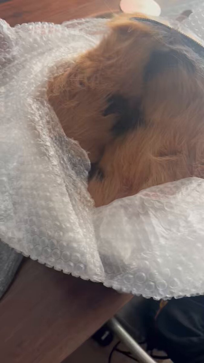 MY PLUSH SUIT ARRIVED! 🥰 I’m so excited! Look how cute he is!