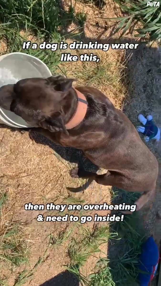 This is not okay! No one should have to live outside 24/7 in the blazing sun 😞 If her situation breaks your heart, join us in helping dogs like her 💔