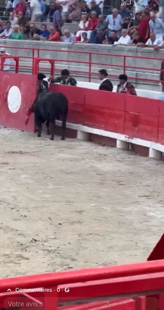 🔴 #Gard : un taureau massacré à coups de couteau lors d’une « novillada » à #Beaucaire ce samedi 27 juillet. Images choquantes publiées par l’association One Voice ➡️ Alliance Anticorrida PETA France