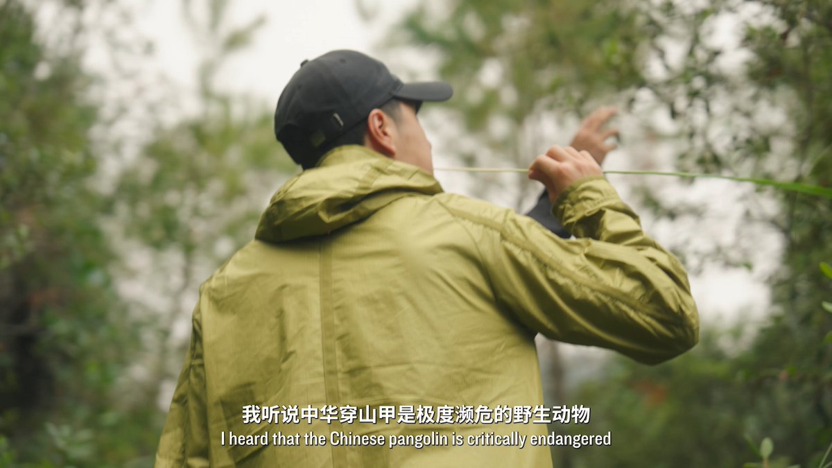 Check out the trailer for "Defenders of the Hidden"! 📽️🌟 Starring #WangYibo, this two-part docuseries spotlights efforts to protect the critically endangered Chinese pangolin. Find out where to watch the full series and learn more here: