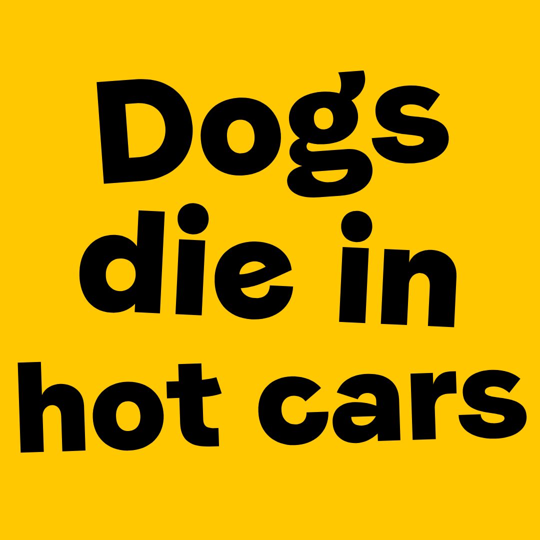 ⚠️ There is no safe amount of time to leave dogs alone in a car during the hot weather – not even for a short amount of time, and not even if you leave the window open. Just a few minutes could be fatal. 🚨 If you see a dog in a car in distress, call 999.