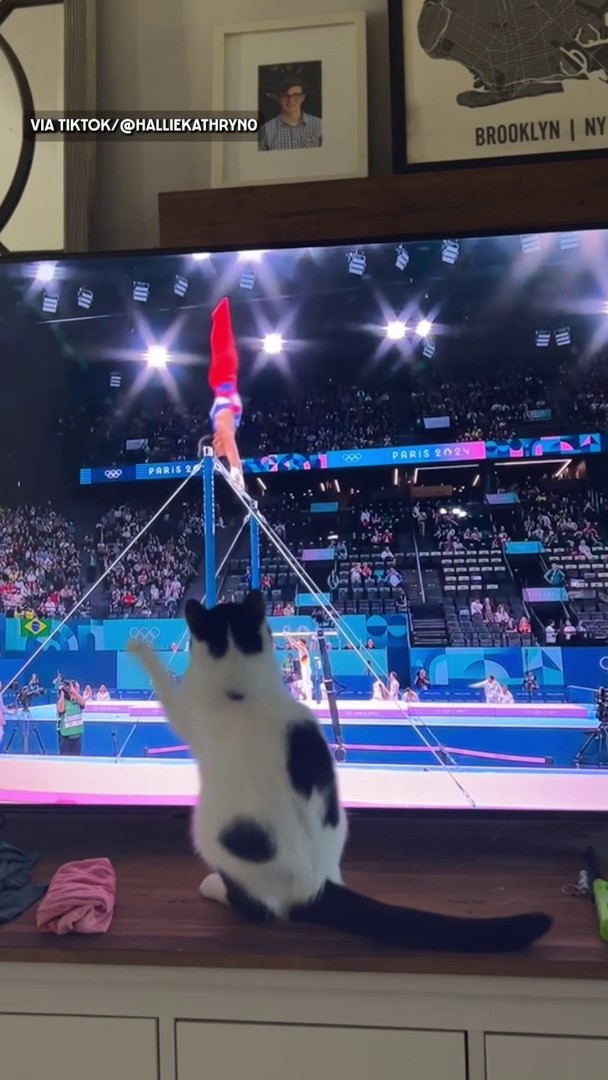 Maverick the rescue cat will catch this gymnast one day! #ParisOlympics 📹 : TikTok/halliekathryn0