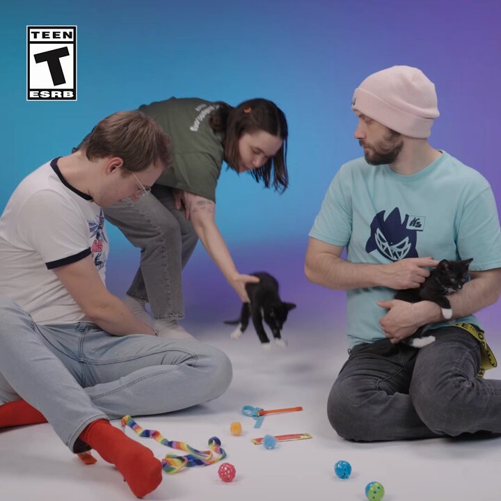 Swarm devs ATTACKED by ferocious kittens from Stray Cat Alliance [100% REAL] 🐱