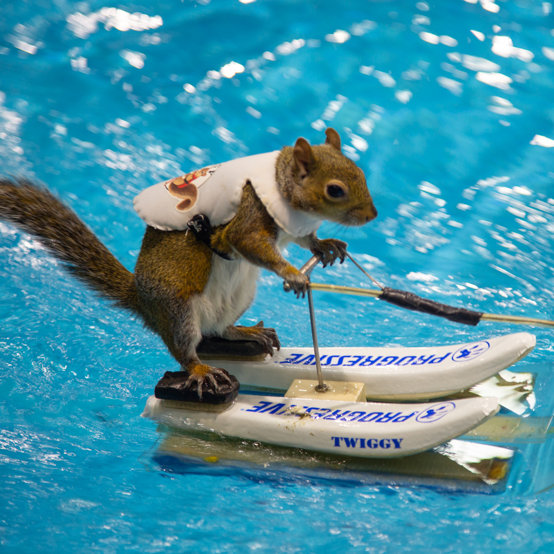 Nature is Amazing ☘️ Twiggy the Squirrel is quite a superstar