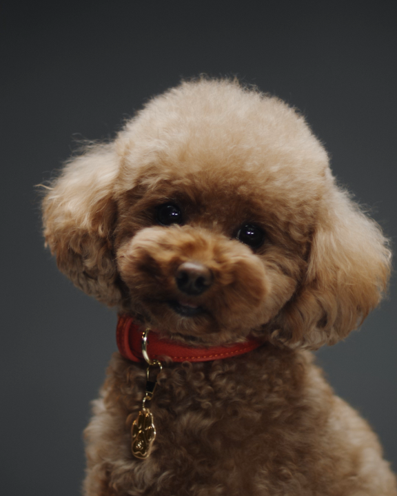 Introducing #DGFefé, the first fragrance mist for dogs by #DolceGabbana. Discover more at No animals were mistreated during the making of this campaign. Their safety was fully protected. #DGBeauty