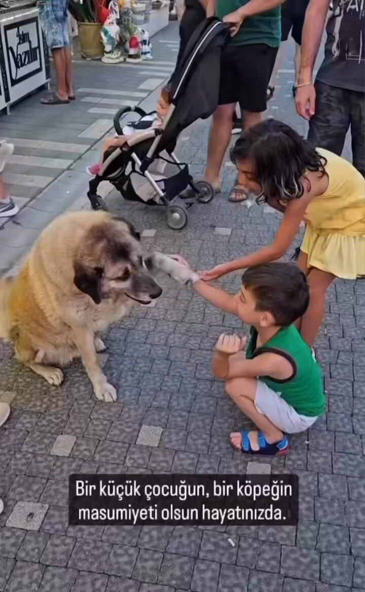 Sahipsiz köpek ve ondan pati isteyen çocuklar.. ❤️❤️