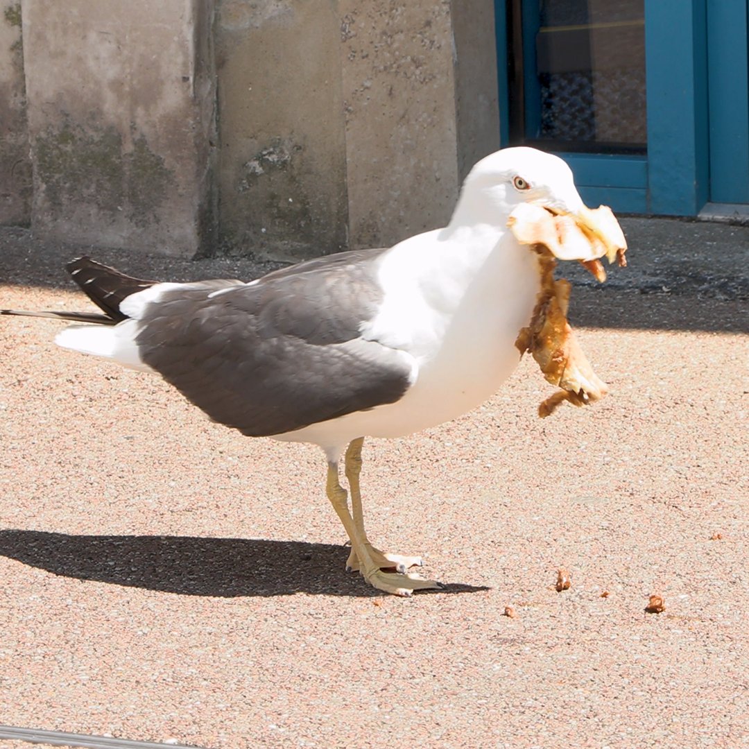 A hungry seagull called Greg is terrorising Bournemouth. Henry Riley went down to the coast to investigate.
