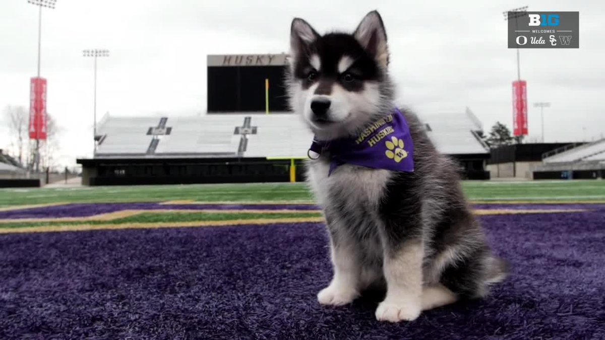 Number 1 in our hearts 🤗 Washington Athletics mascot Dubs is one of a kind 💜 #B1GWelcome