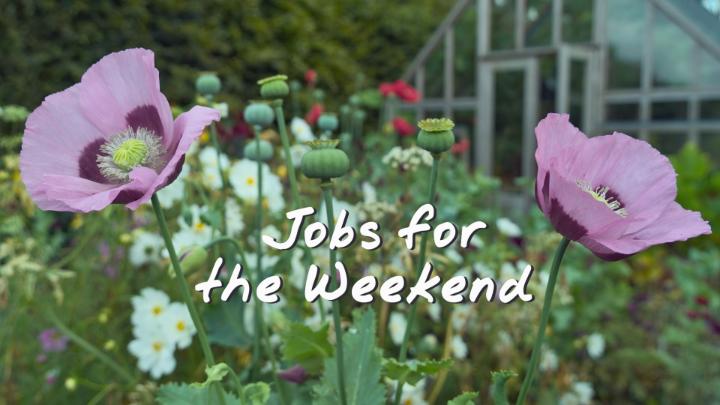 August may be a quiet time in the garden, but it's still worth getting ahead with a few things before we get busy again. Here are three ideas from Monty 😎 #GardenersWorld #SaturdayMotivation #Gardening