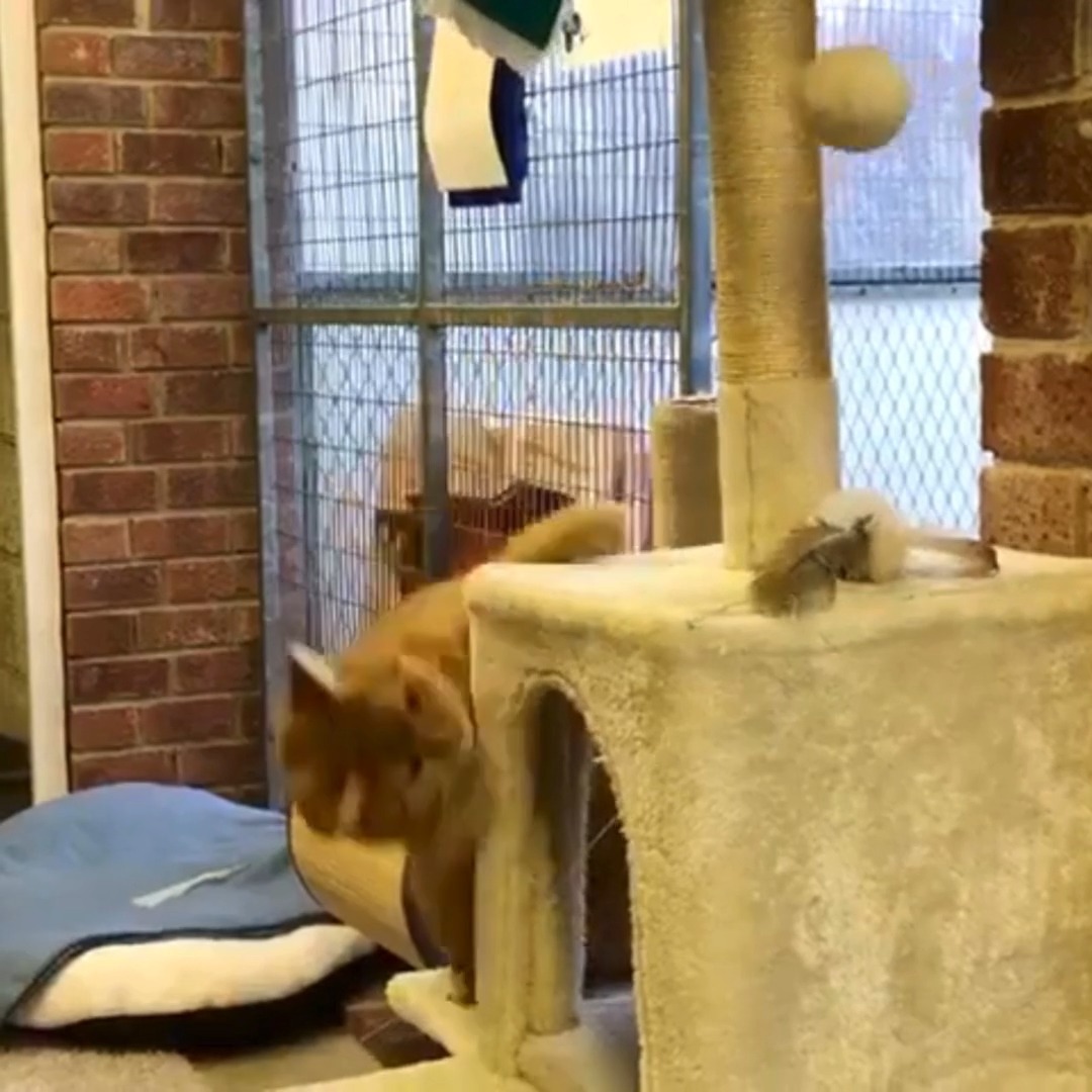A year in our care is not a milestone Mango wants to celebrate. 💔 In fact, 379 days makes her our longest staying cat for a while. Inquisitive and playful, this #GingerCat is a special girl. Please share far and wide this #Caturday to find her a home 👉