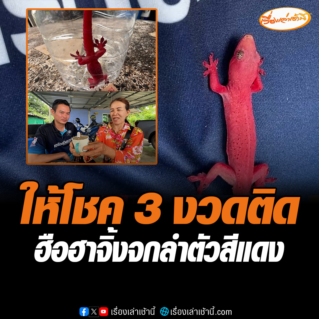 ฮือฮา! จิ้กจกลำตัวสีแดง กระโดดเกาะหญิงวัย 57 ปี เชื่อง แถมไม่ยอมไปไหน จึงจับแมลง ข้าวสุกเลี้ยง เผยให้โชคมา 3 งวดติดแล้ว มักมาหาช่วงใกล้หวยออก ล่าสุดจุดเลขธูปออกมาเป็น 723 #เรื่องเล่าเช้านี้ #ข่าวช่อง3 #จิ้กจกสีแดง