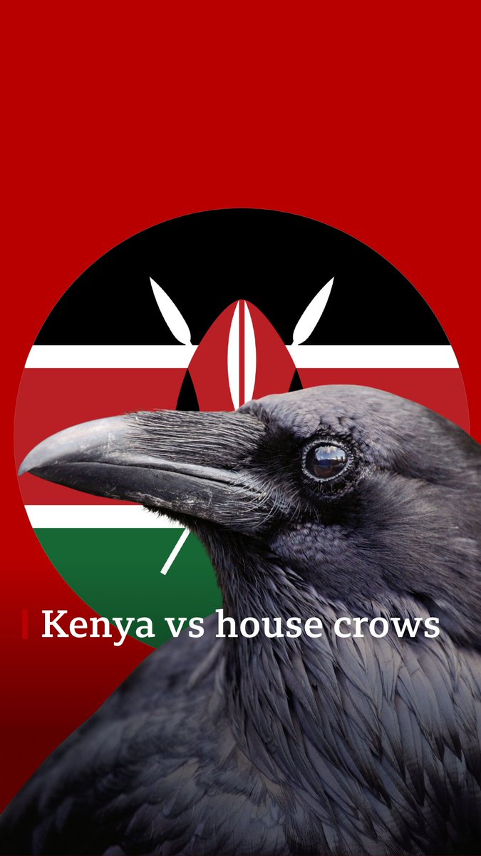 Kenya's government has started poisoning house crows, originally from Asia, aiming to eliminate one million birds from the coastal regions by the end of this year. With shooting and trapping methods failing, the plan now is to use slow-acting poison to eradicate the crows.