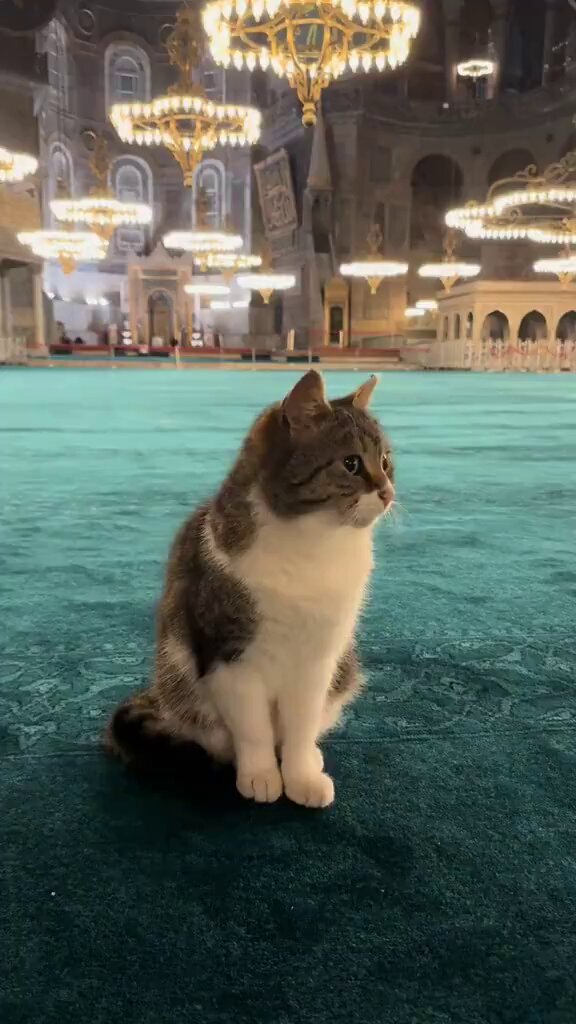 Ayasofya Camisinde bulunan bir kedinin güzelliği, ilgi odağı oldu