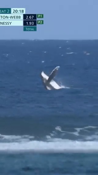 The Olympic surfing semi finalists had a WHALE stop by. #ParisOlympics 🐋