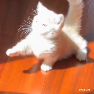 日向を発見した 子猫の反応
