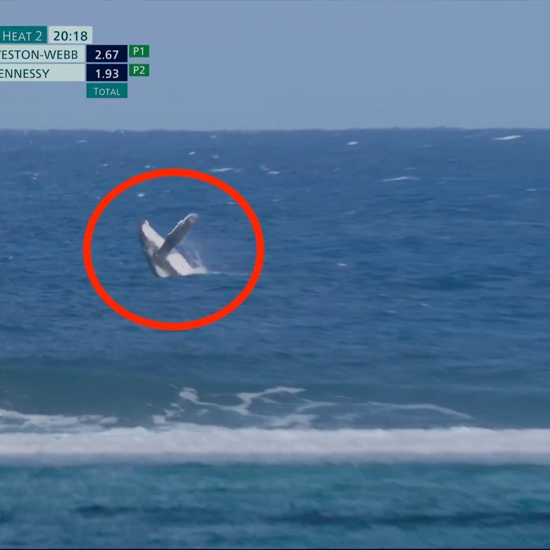 🇫🇷🐳 SPEC-TA-CU-LAIRE ! Une baleine s’est invitée à l’épreuve de surf ! 🤩 Mais quel JO ! #Paris2024