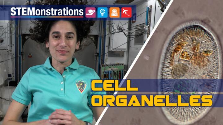 A #BackToSchool lesson from the International Space Station! 🔬 In this STEMonstration, NASA Astronauts Jasmin Moghbeli explains how research on cells in microgravity help us better understand the human body and solve biomedical problems that occur on Earth. Learn more: