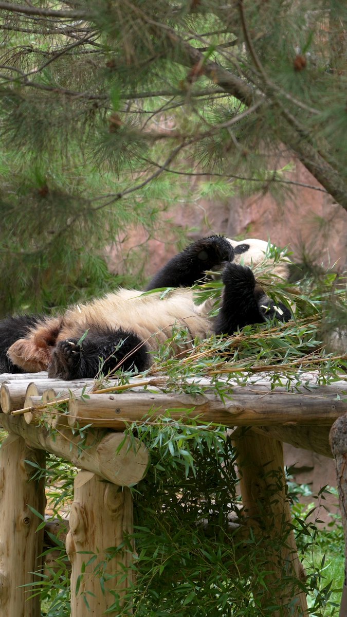 HERE COMES THE DROP 🐼 Panda Ridge opens tomorrow, August 8 at noon. #PanDiego #AmericasFinestPandas
