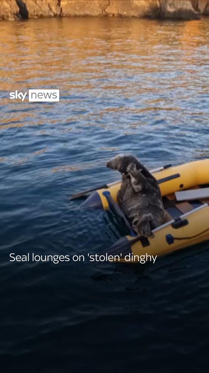 Seal becomes Welsh tourist attraction for sunbathing on 'stolen' dinghy 🦭 Watch more videos 👉