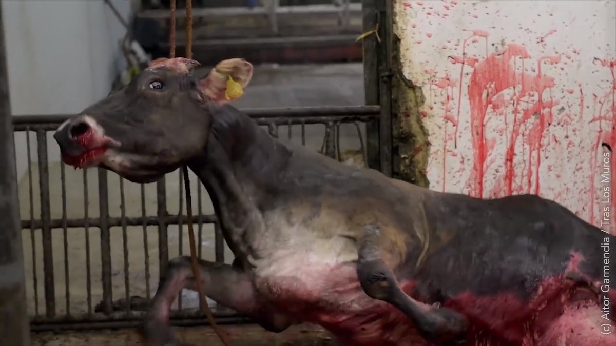 If animals said "NO" to being your hamburger, wool sweater, zoo attraction, or test tube, would you override their agency &amp; self-determination &amp; proceed with exploiting their bodies? Do you need a verbal "NO" to know where the moral line is? #goVegan
