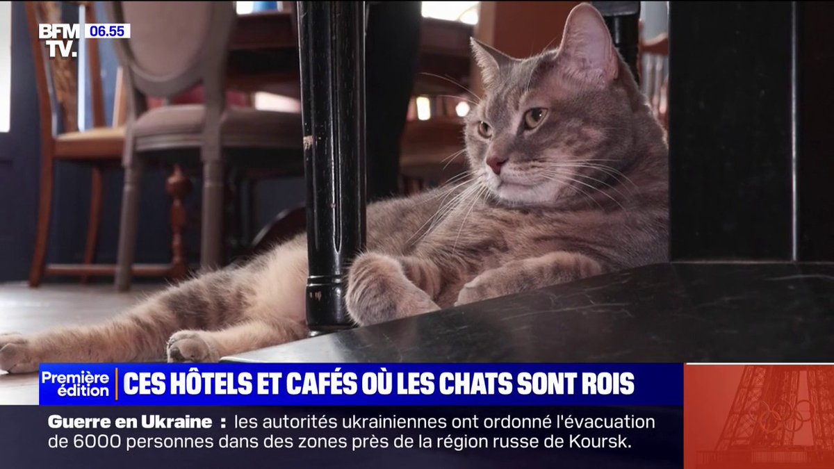 🐱 Journée internationale du chat: ces hôtels ou cafés où nos matous sont rois