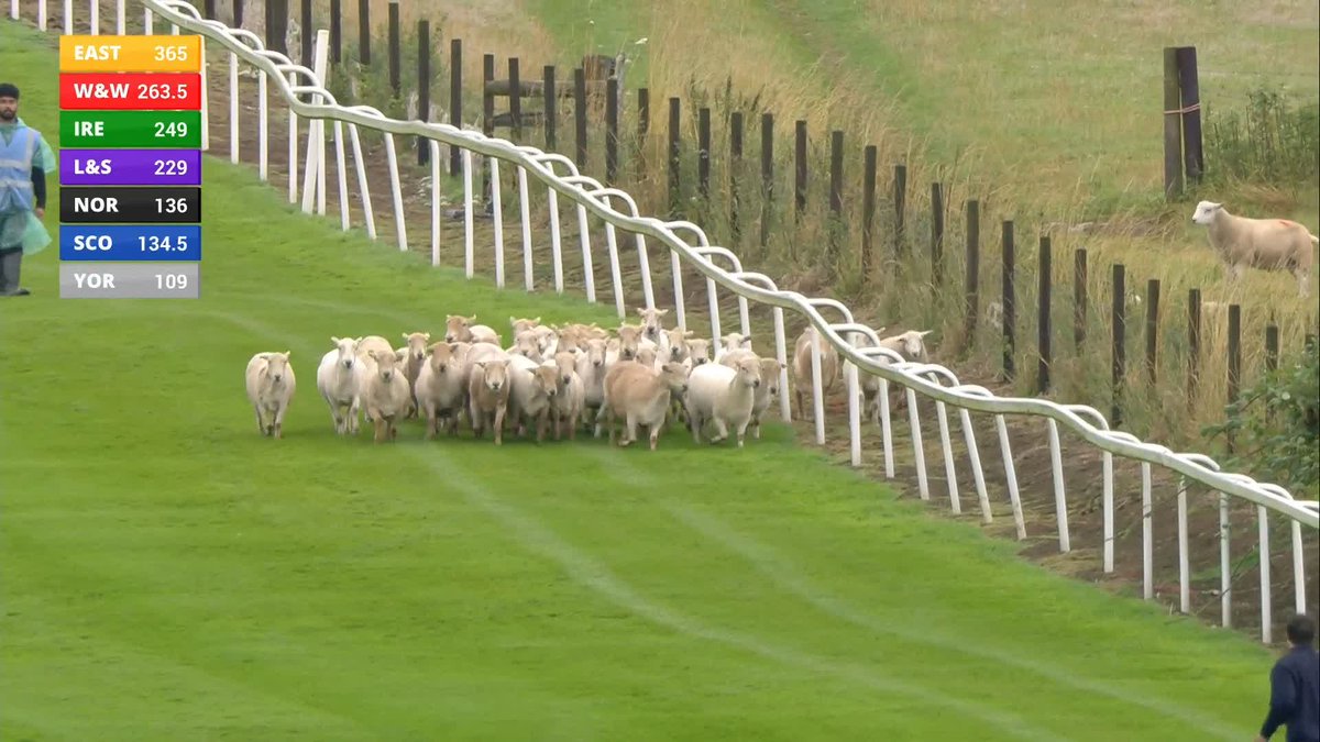 【海外競馬】 🏴󠁧󠁢󠁷󠁬󠁳󠁿チェプストウ競馬場はコース上に🐑羊が乱入したため発走が遅れています。 🎥 ITV Racing