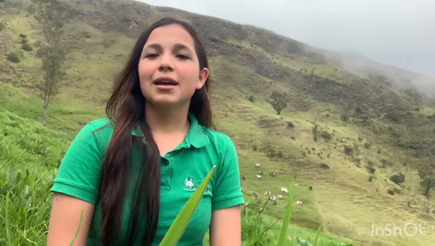 🔴#Santander | Este domingo ganaderos de Tona realizarán una quesatón en #Bucaramanga tras la alta producción y pocas ventas.