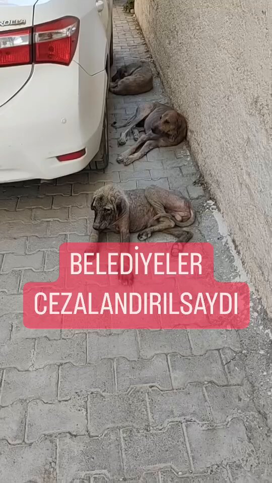 Yıllarca her kanaldan derdimizi anlatmaya çalıştık. Bu belediyeleri ceza kapsamına alın, kısırlaştırma, aşılama yapsınlar dedik, kimse umursamadı. Buyrun bir örnek daha. Burası meşhur Şanlıurfa'nın bir ilçesi. Tabi ki ilçe adı vererek onları tehlikeye atmayacağım. İhbarı yapan kişi çözüm istedi. Öyle bir yerde ne yapabilirsin ki? Hap gönderdim, yaş mama gönderdim. Gücüme göre, duruma göre kuru mama da göndermeye çalışacağım. Büyük vebal alındı. This is the situation of dogs living in a district in Türkiye.