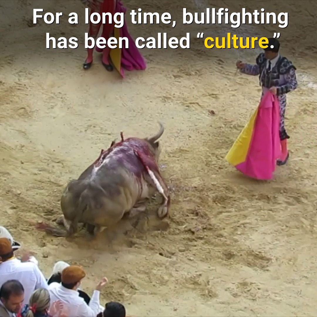 Watching and cheering as an animal gets stabbed and killed isn't tradition, it's just plain CRUEL. Bullfights are fixed in the most awful ways before the bulls even set foot in the ring - leaving them weakened and defenceless.