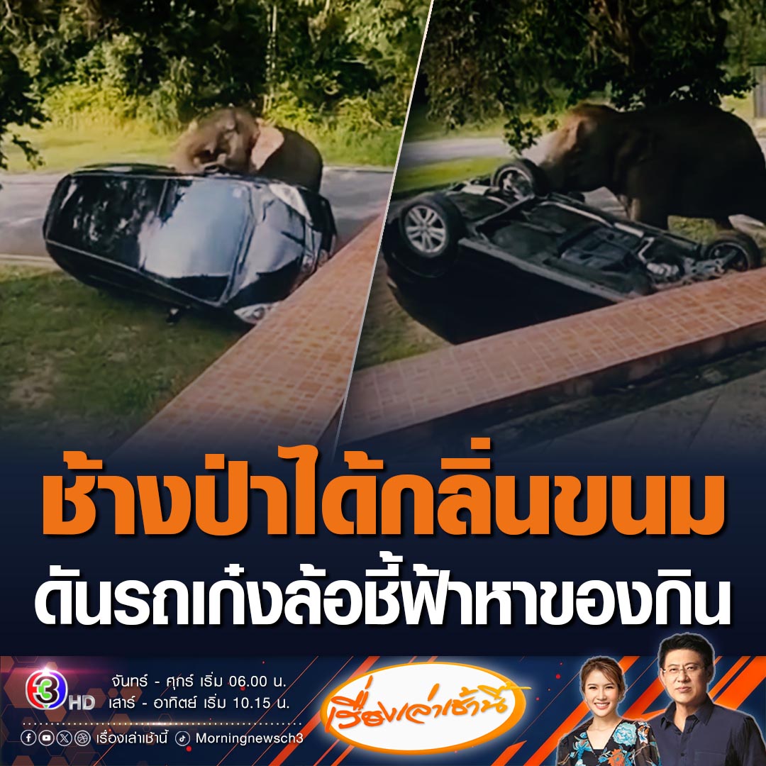 #เรื่องเล่าเช้านี้ นักท่องเที่ยวไปเขาใหญ่ เจอช้างป่าเจ้าถิ่นเข้ามาใช้งวงดันรถเก๋งจนล้อชี้ฟ้า คาดว่าน่าจะได้กลิ่นขนมอยู่ในรถ ทราบต่อมาพื้นที่ตรงนี้เป็นจุดห้ามจอด #ข่าวช่อง3 #ข่าวโซเชียล #ช้างป่า
